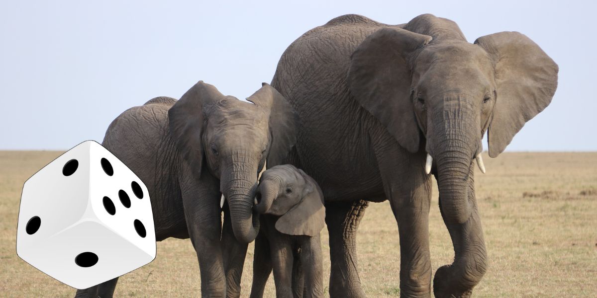Do elephants know gambling?